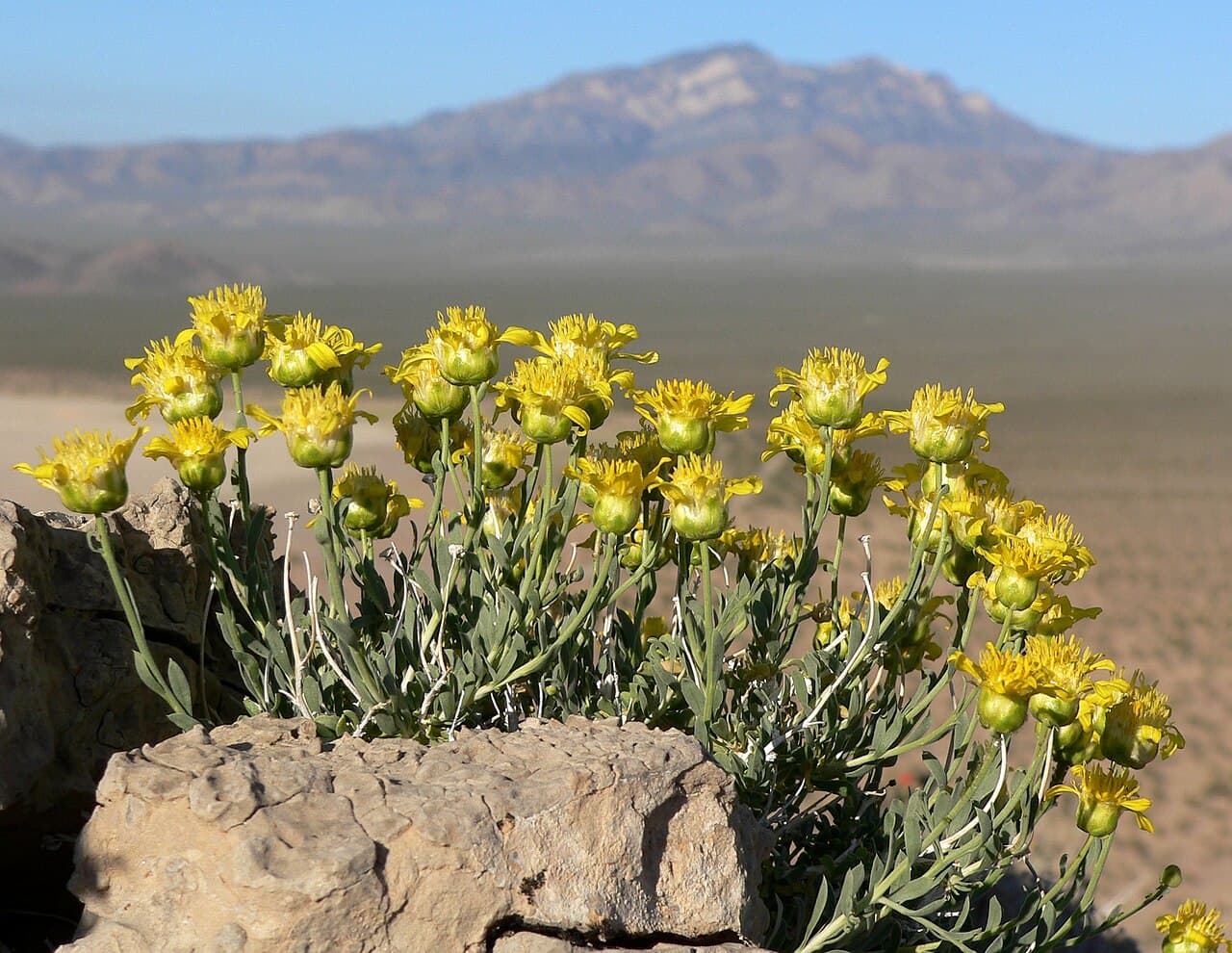 Mojave Desert