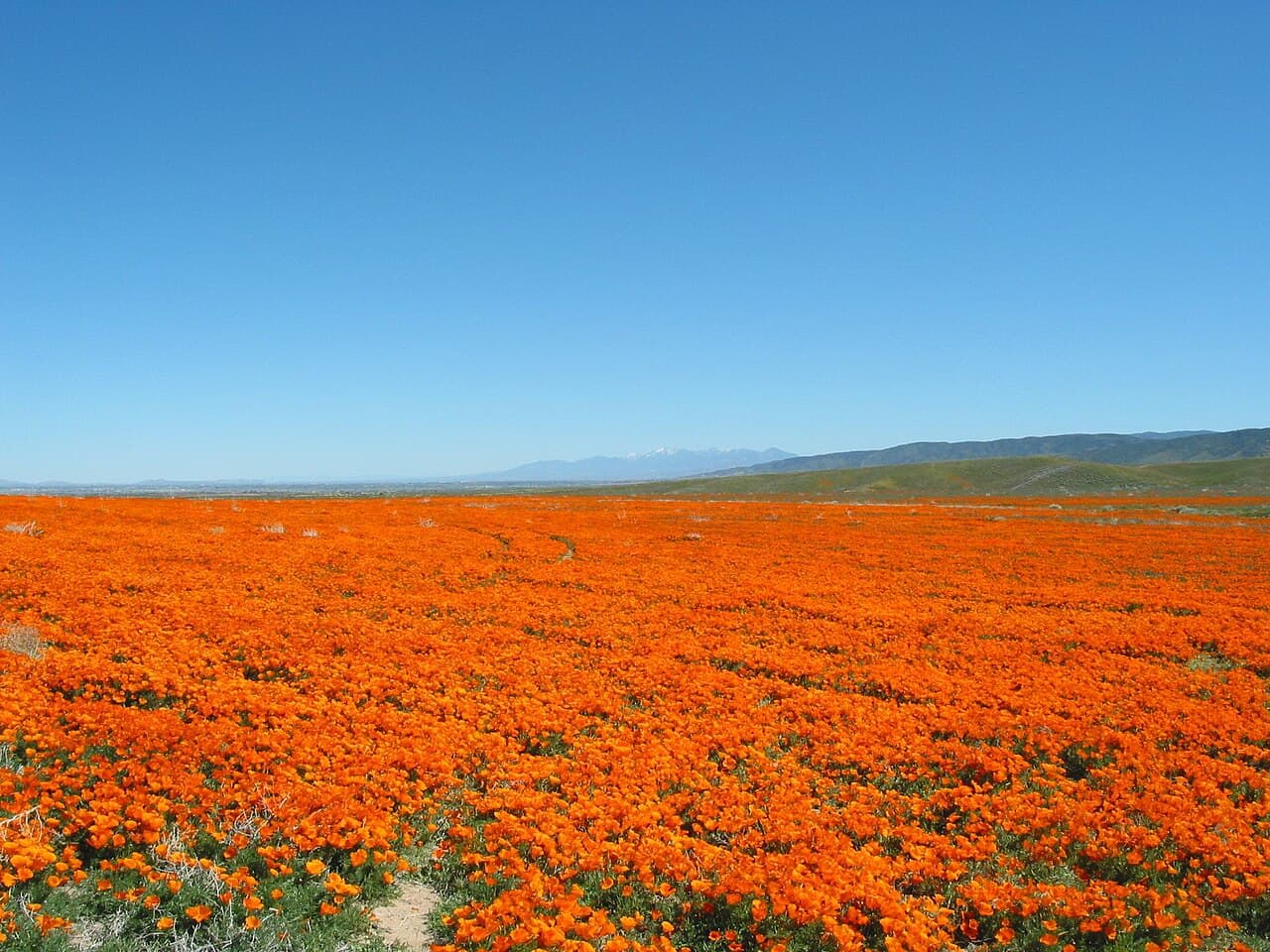 Mojave Desert